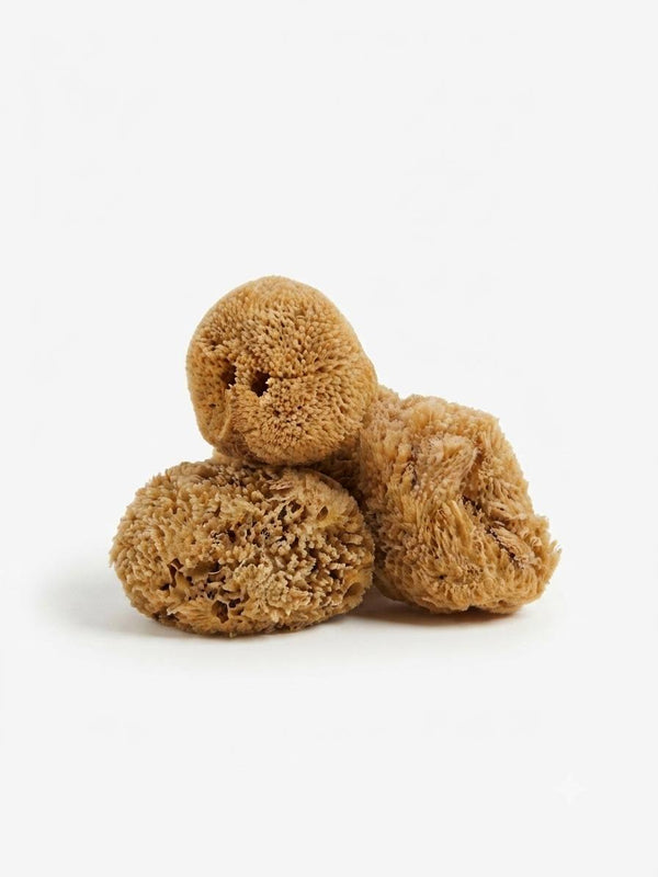 MARINE SPONGES (12 PCS Pack) 12/PACK                                                                                                            